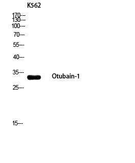 Fig. Western blot analysis of K562 using Otubain-1 antibody. Secondary antibody (catalog#: A21020) was diluted at 1:20000.