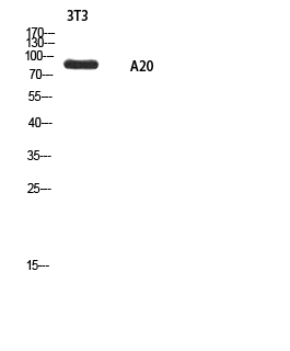 Fig. Western blot analysis of 3T3 using A20 antibody. Secondary antibody (catalog#: A21020) was diluted at 1:20000.