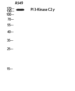 Fig. Western blot analysis of A549 using PI 3-Kinase C2γ antibody. Secondary antibody (catalog#: A21020) was diluted at 1:20000.