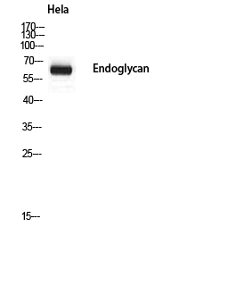 Fig. Western blot analysis of Hela using Endoglycan antibody. Secondary antibody (catalog#: A21020) was diluted at 1:20000.