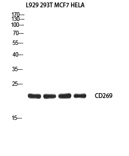 Fig.1. Western blot analysis of L929 293T MCF7 HELA using CD269 antibody. Antibody was diluted at 1:2000. Secondary antibody (catalog#: A21020) was diluted at 1:20000.