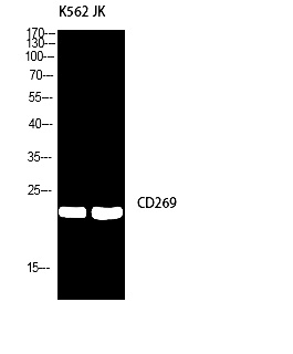 Fig.2. Western blot analysis of K562/JK using CD269 antibody. Antibody was diluted at 1:2000. Secondary antibody (catalog#: A21020) was diluted at 1:20000.