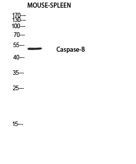 Fig.1. Western blot analysis of Mouse-SPLEEN using Caspase-8 P18 antibody. Antibody was diluted at 1:1000. Secondary antibody (catalog#: A21020) was diluted at 1:20000.