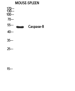 Fig.2. Western blot analysis of Mouse-SPLEEN using Cleaved-Caspase-8 p18 (S217) antibody. Antibody was diluted at 1:1000. Secondary antibody (catalog#: A21020) was diluted at 1:20000.