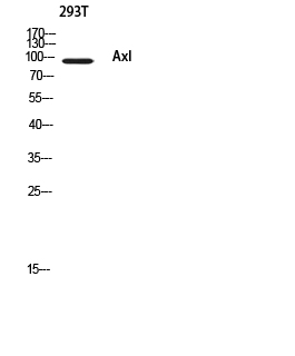 Fig. Western blot analysis of 293T using Axl antibody. Antibody was diluted at 1:500. Secondary antibody (catalog#: A21020) was diluted at 1:20000.