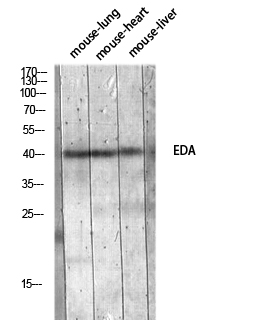 Fig.1. Western blot analysis of Mouse-lung Mouse-heart Mouse-liver lysis using EDA antibody. Antibody was diluted at 1:1000. Secondary antibody (catalog#: A21020) was diluted at 1:20000.