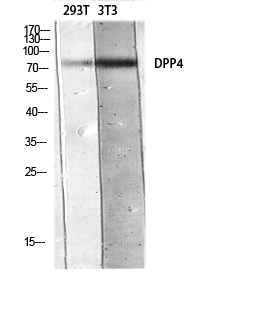 Fig.1. Western blot analysis of 293T 3T3 lysis using DPP4 antibody. Antibody was diluted at 1:500. Secondary antibody (catalog#: A21020) was diluted at 1:20000.
