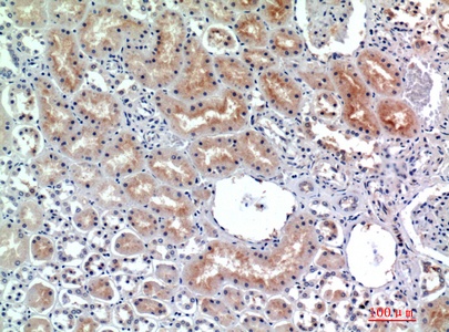 Fig.2. Immunohistochemical analysis of paraffin-embedded human-kidney, antibody was diluted at 1:200.