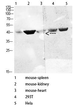 Fig.2. Western Blot analysis of various cells using Antibody diluted at 1:1000. Secondary antibody (catalog#: A21020) was diluted at 1:20000.