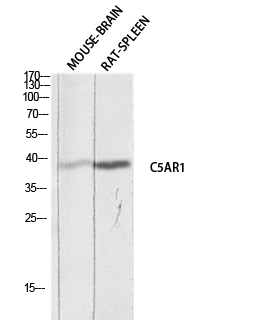Fig.1. Western blot analysis of Mouse-BRAIN RAT-SPLEEN lysis using C5AR1 antibody. Antibody was diluted at 1:1000. Secondary antibody (catalog#: A21020) was diluted at 1:20000.