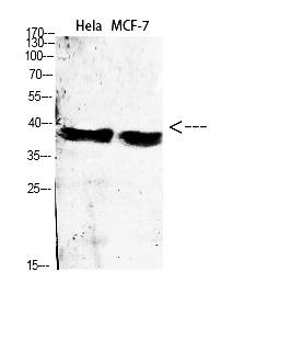 Fig.2. Western Blot analysis of various cells using Antibody diluted at 1:1000. Secondary antibody (catalog#: A21020) was diluted at 1:20000.