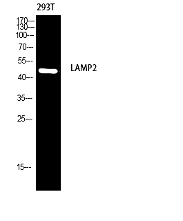 Fig.1. Western blot analysis of 293T using LAMP2 antibody. Antibody was diluted at 1:1000. Secondary antibody (catalog#: A21020) was diluted at 1:20000.