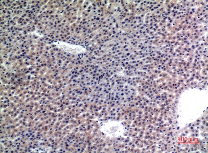 Fig.2. Immunohistochemical analysis of paraffin-embedded Mouse-liver, antibody was diluted at 1:100.