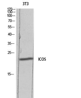 Fig.1. Western blot analysis of 3T3 lysis using ICOS antibody. Antibody was diluted at 1:500. Secondary antibody (catalog#: A21020) was diluted at 1:20000.
