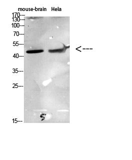Fig.2. Western Blot analysis of various cells using Antibody diluted at 1:1000. Secondary antibody (catalog#: A21020) was diluted at 1:20000.