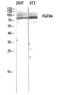 Fig. Western blot analysis of 293T 3T3 lysis using FGFR4 antibody. Antibody was diluted at 1:500. Secondary antibody (catalog#: A21020) was diluted at 1:20000.