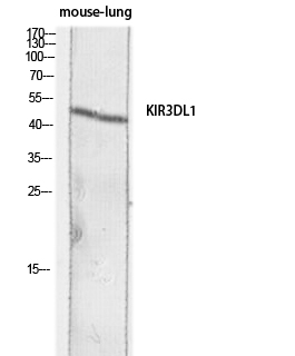 Fig.1. Western blot analysis of Mouse-lung lysis using KIR3DL1 antibody. Antibody was diluted at 1:1000. Secondary antibody (catalog#: A21020) was diluted at 1:20000.