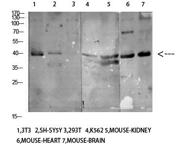 Fig.3. Western Blot analysis of various cells using Antibody diluted at 1:1000. Secondary antibody (catalog#: A21020) was diluted at 1:20000.