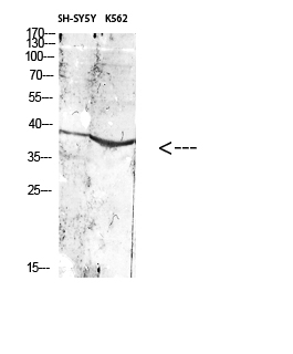 Fig.2. Western Blot analysis of various cells using Antibody diluted at 1:1000. Secondary antibody (catalog#: A21020) was diluted at 1:20000.