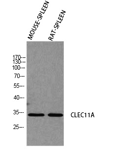 Fig.1. Western blot analysis of Mouse-SPLEEN RAT-SPLEEN using CLEC11A antibody. Antibody was diluted at 1:2000. Secondary antibody (catalog#: A21020) was diluted at 1:20000.