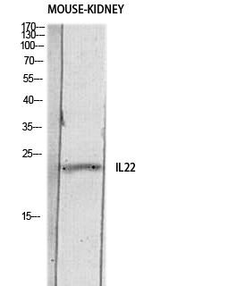 Fig. Western blot analysis of Mouse-KIDNEY lysis using IL22 antibody. Antibody was diluted at 1:500. Secondary antibody (catalog#: A21020) was diluted at 1:20000.