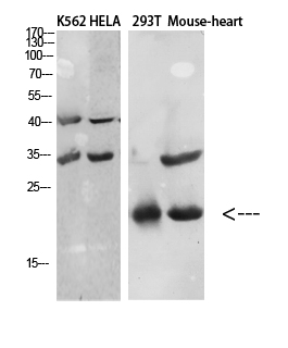 Fig.3. Western Blot analysis of various cells using Antibody diluted at 1:1000. Secondary antibody (catalog#: A21020) was diluted at 1:20000.