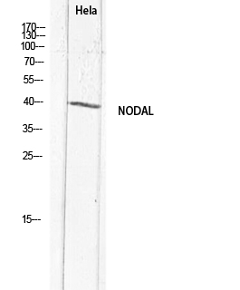 Fig.1. Western blot analysis of Hela lysis using NODAL antibody. Secondary antibody (catalog#: A21020) was diluted at 1:20000.