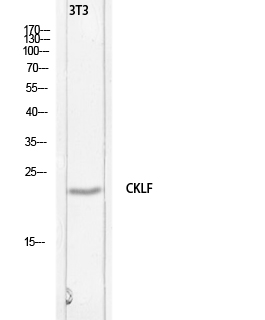 Fig. Western blot analysis of 3T3 lysis using CKLF antibody. Secondary antibody (catalog#: A21020) was diluted at 1:20000.