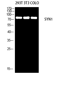 Fig.3. Western blot analysis of 293T 3T3 COLO using SYN1 antibody. Antibody was diluted at 1:1000. Secondary antibody (catalog#: A21020) was diluted at 1:20000.