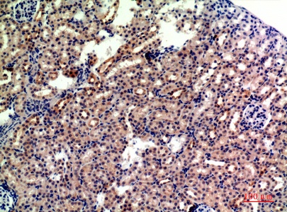 Fig.3. Immunohistochemical analysis of paraffin-embedded Mouse-kidney, antibody was diluted at 1:200.
