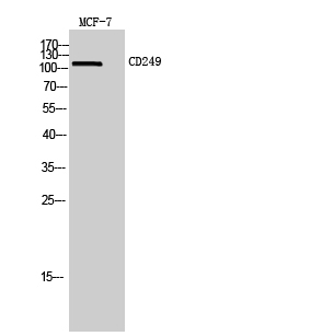 Fig.1. Western Blot analysis of MCF7 cells using CD249 Polyclonal Antibody. Secondary antibody (catalog#: A21020) was diluted at 1:20000.