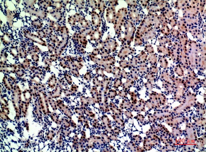 Fig.2. Immunohistochemical analysis of paraffin-embedded rat-kidney, antibody was diluted at 1:200.