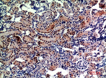 Fig.3. Immunohistochemical analysis of paraffin-embedded rat-kidney, antibody was diluted at 1:200.