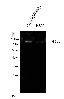 Fig.1. Western Blot analysis of Mouse brain, K562 cells using Neuregulin-3 Polyclonal Antibody. Antibody was diluted at 1:1000. Secondary antibody (catalog#: A21020) was diluted at 1:20000.