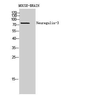 Fig.2. Western Blot analysis of Mouse-BRAIN cells using Neuregulin-3 Polyclonal Antibody diluted at 1:1000. Secondary antibody (catalog#: A21020) was diluted at 1:20000.