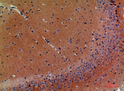 Fig.3. Immunohistochemical analysis of paraffin-embedded Mouse-brain, antibody was diluted at 1:200.