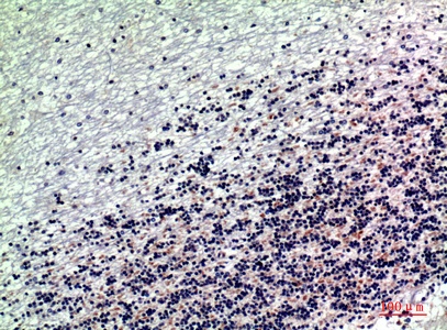 Fig.2. Immunohistochemical analysis of paraffin-embedded human-brain, antibody was diluted at 1:200.