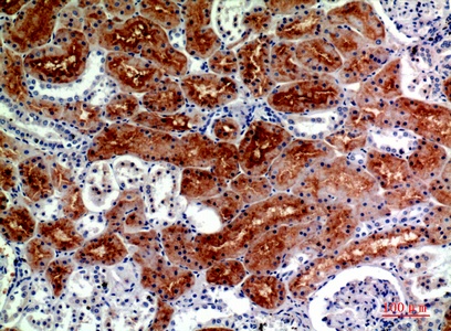 Fig.4. Immunohistochemical analysis of paraffin-embedded human-kidney, antibody was diluted at 1:200.