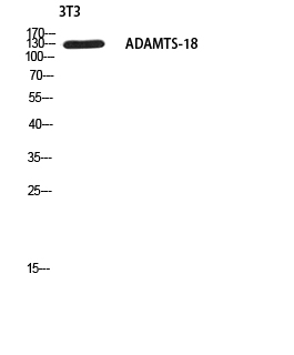 Fig.1. Western blot analysis of 3T3 using ADAMTS-18 antibody. Secondary antibody (catalog#: A21020) was diluted at 1:20000.