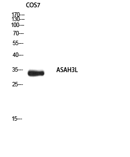 Fig.1. Western blot analysis of COS7 using ASAH3L antibody. Secondary antibody (catalog#: A21020) was diluted at 1:20000.