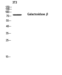 Fig.1. Western blot analysis of 3T3 using Galactosidase β antibody. Secondary antibody (catalog#: A21020) was diluted at 1:20000.