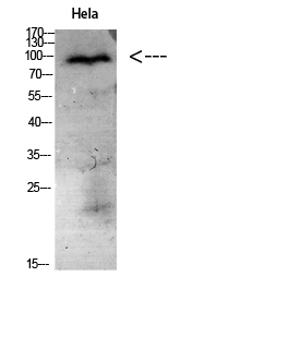 Fig.4. Western Blot analysis of Hela cells using Antibody diluted at 1:1000. Secondary antibody (catalog#: A21020) was diluted at 1:20000.
