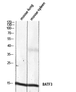 Fig.1. Western blot analysis of Mouse-lung Mouse-spleen lysis using BATF3 antibody. Antibody was diluted at 1:2000. Secondary antibody (catalog#: A21020) was diluted at 1:20000.
