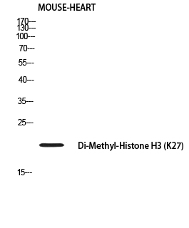Fig. Western blot analysis of Mouse-HEART using Di-Methyl-Histone H3 (K27) Polyclonal Antibody antibody. Antibody was diluted at 1:500. Secondary antibody (catalog#: A21020) was diluted at 1:20000.