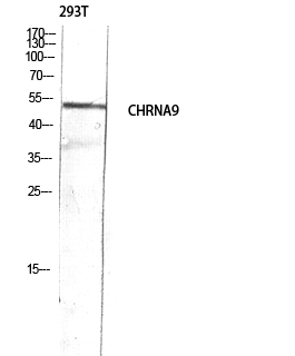 Fig. Western blot analysis of 293T lysis using CHRNA9 antibody. Antibody was diluted at 1:500. Secondary antibody (catalog#: A21020) was diluted at 1:20000.