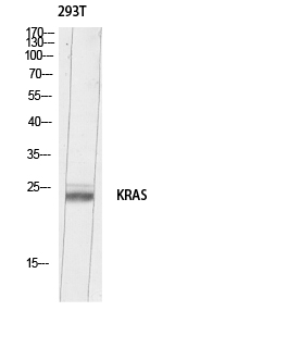 Fig. Western blot analysis of 293T lysis using KRAS antibody. Antibody was diluted at 1:500. Secondary antibody (catalog#: A21020) was diluted at 1:20000.