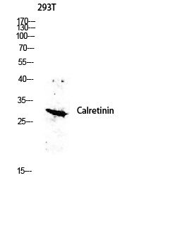 Fig.1. Western blot analysis of 293T lysis using CALB2 antibody. Antibody was diluted at 1:500. Secondary antibody (catalog#: A21020) was diluted at 1:20000.