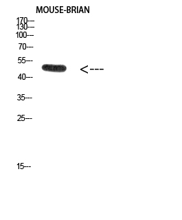Fig. Western Blot analysis of Mouse-BRIAN cells using Antibody diluted at 1:2000. Secondary antibody (catalog#: A21020) was diluted at 1:20000.