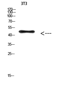 Fig. Western Blot analysis of 3T3 cells using Antibody diluted at 1:500. Secondary antibody (catalog#: A21020) was diluted at 1:20000.