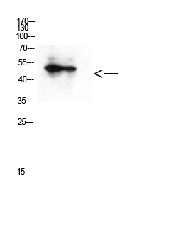 Fig. Western Blot analysis of hepg2 cells using Antibody diluted at 1:500. Secondary antibody (catalog#: A21020) was diluted at 1:20000.